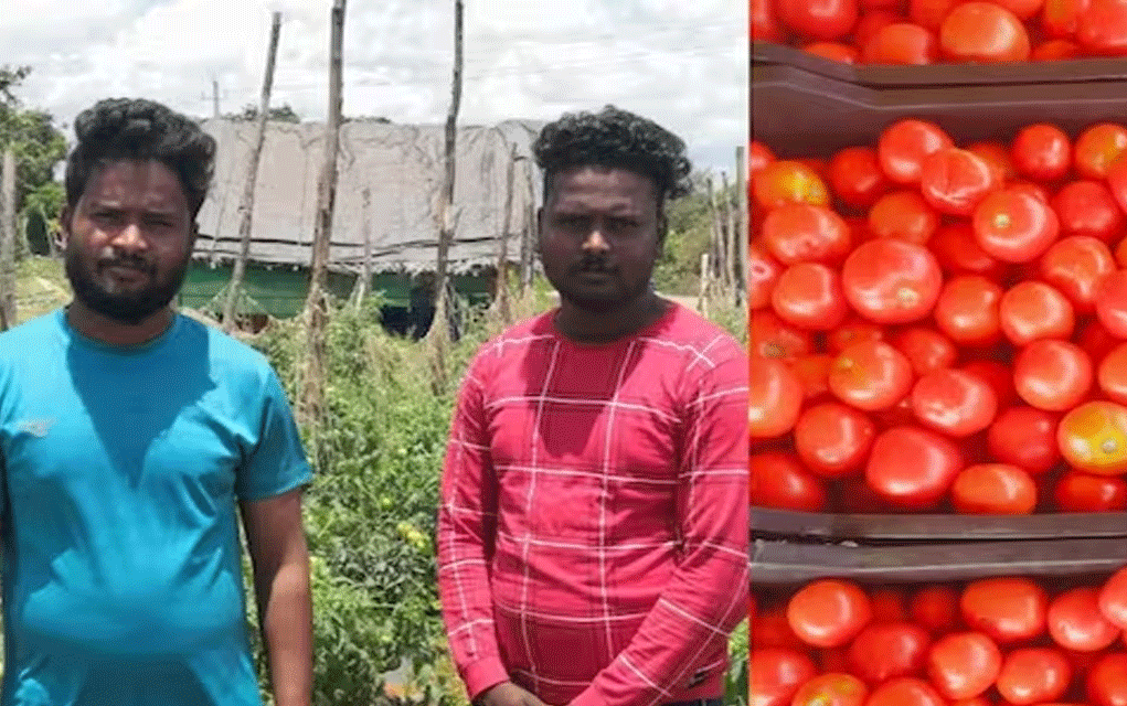কোটিপতি টম্যাটো চাষ করেই
