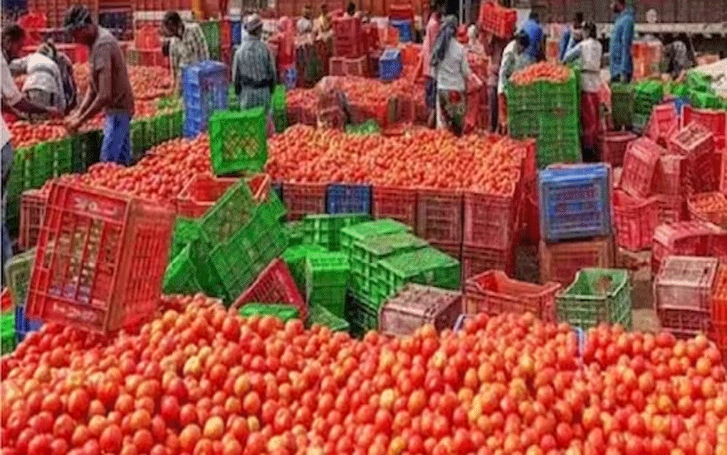 টম্যাটো রফতানি করতে রাজি হয়েছে
