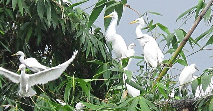 Bird Conservation | পাখিদের জন্য ৩০ বছর ধরে আগলে রাখা বাঁশঝাড়, নজির গড়লেন তিস্তা পাড়ের তিন ভাই