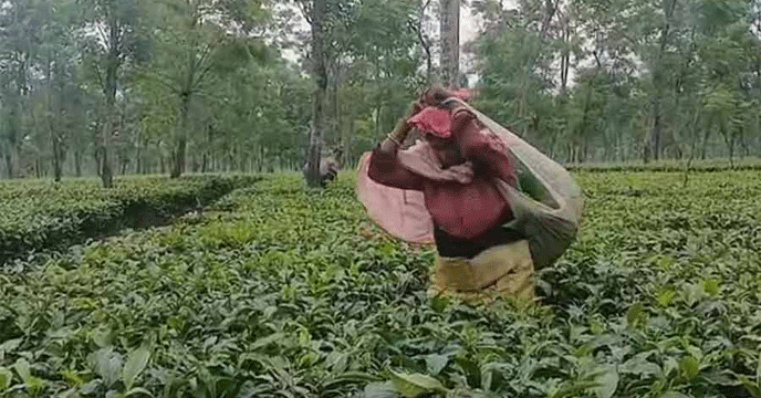 TeaGardenCrisis| চায়ের মরশুমই বদলে দিচ্ছে আবহাওয়া: জলবায়ু পরিবর্তনের ধাক্কায় ধুঁকছে ডুয়ার্সের চা শিল্প